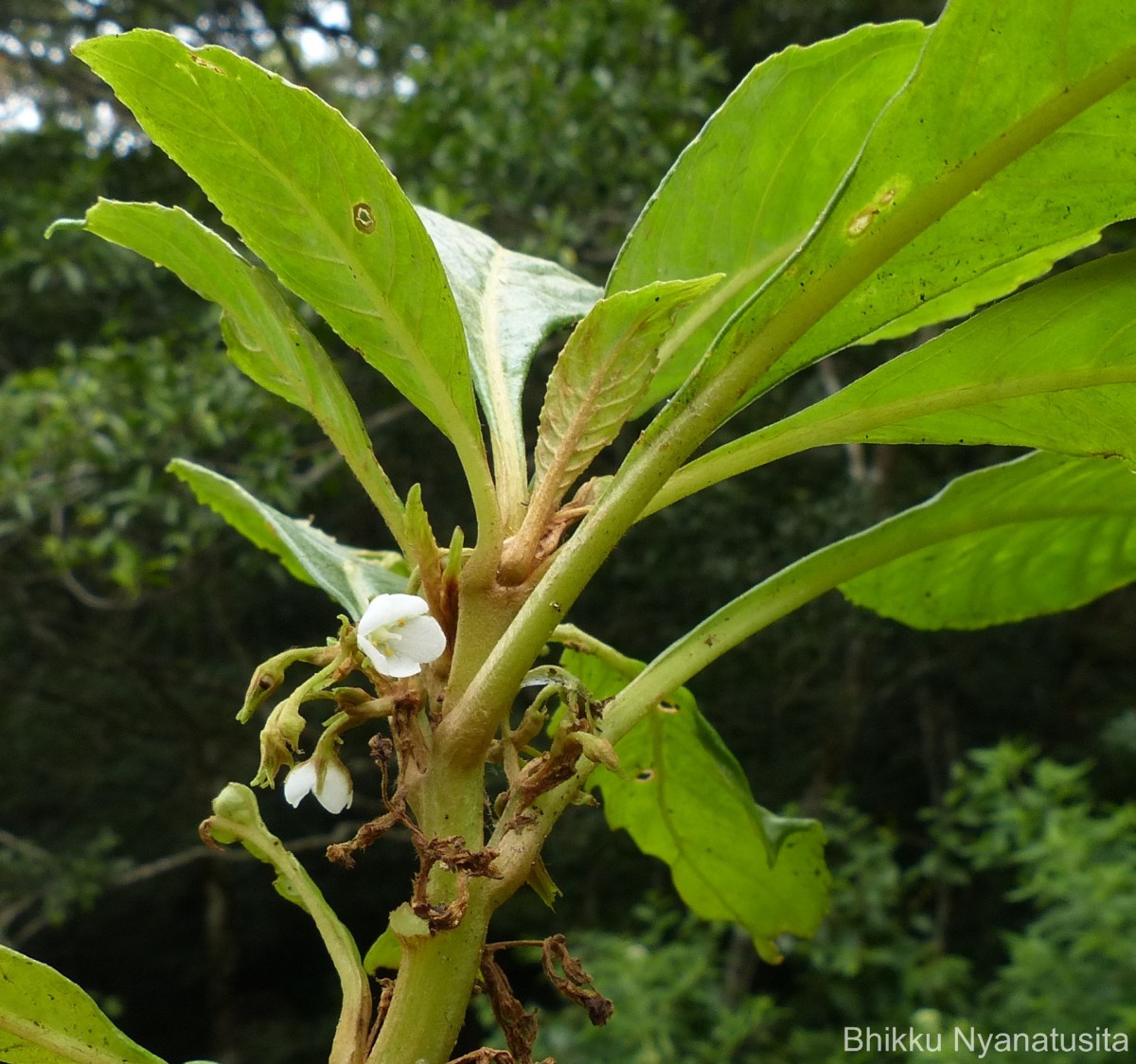 Rhynchotechum permolle (Nees) B.L.Burtt